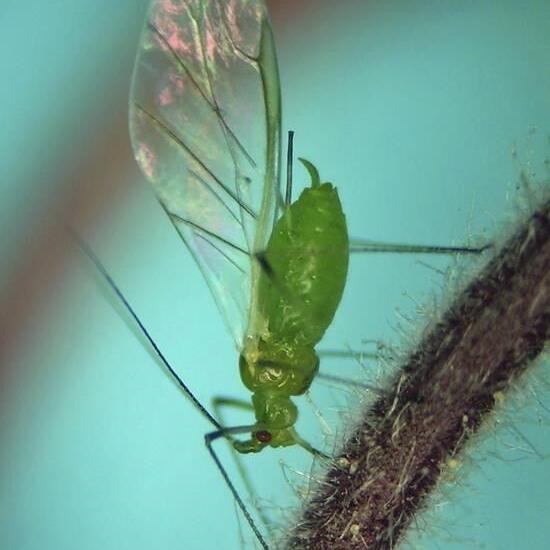 First smoky air, now clouds of bugs. Winged aphids invade New York City